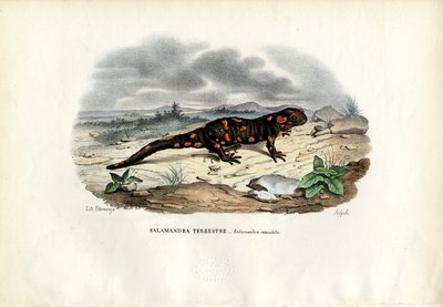 Fire Salamander by Raimundo Petraroja